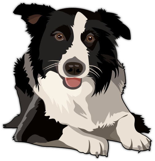 Border Collie Transparent PNG Image