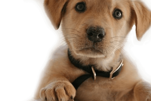 Dog Transparent PNG Image