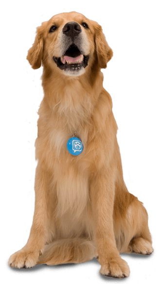 Dog Transparent PNG Image