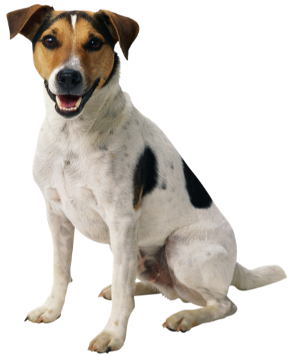 Dog 8 Transparent PNG Image