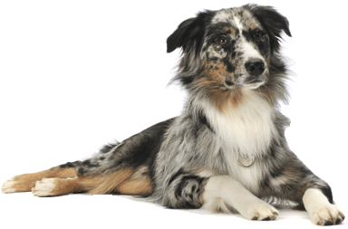 Dog Dogs Transparent PNG Image