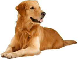 Dog Transparent PNG Image