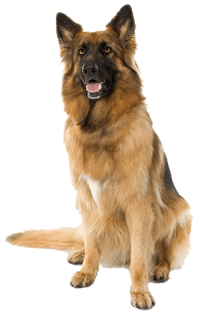 Dog Dogs Transparent PNG Image