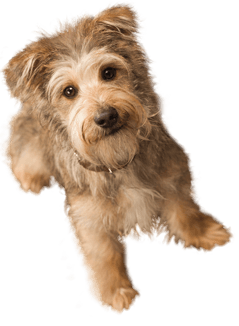 Small Puppy Dogs Transparent PNG Image
