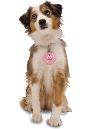 Dog Transparent PNG Image