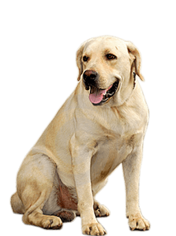 Small Puppy Dogs Transparent PNG Image
