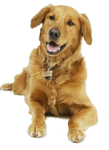 Dog Transparent PNG Image