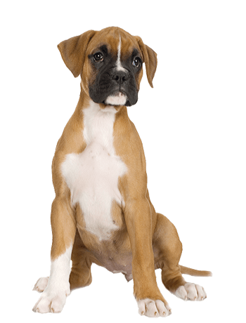 Dog Dogs Transparent PNG Image