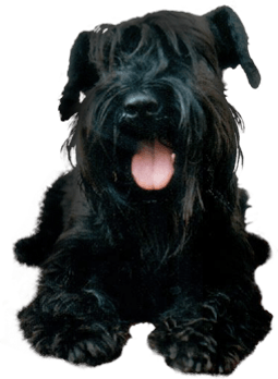 Dog Transparent PNG Image