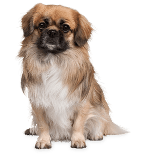 Small Puppy Dogs Transparent PNG Image
