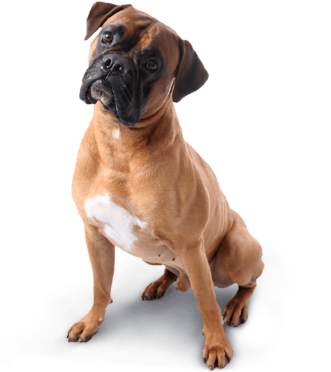Dog Transparent PNG Image