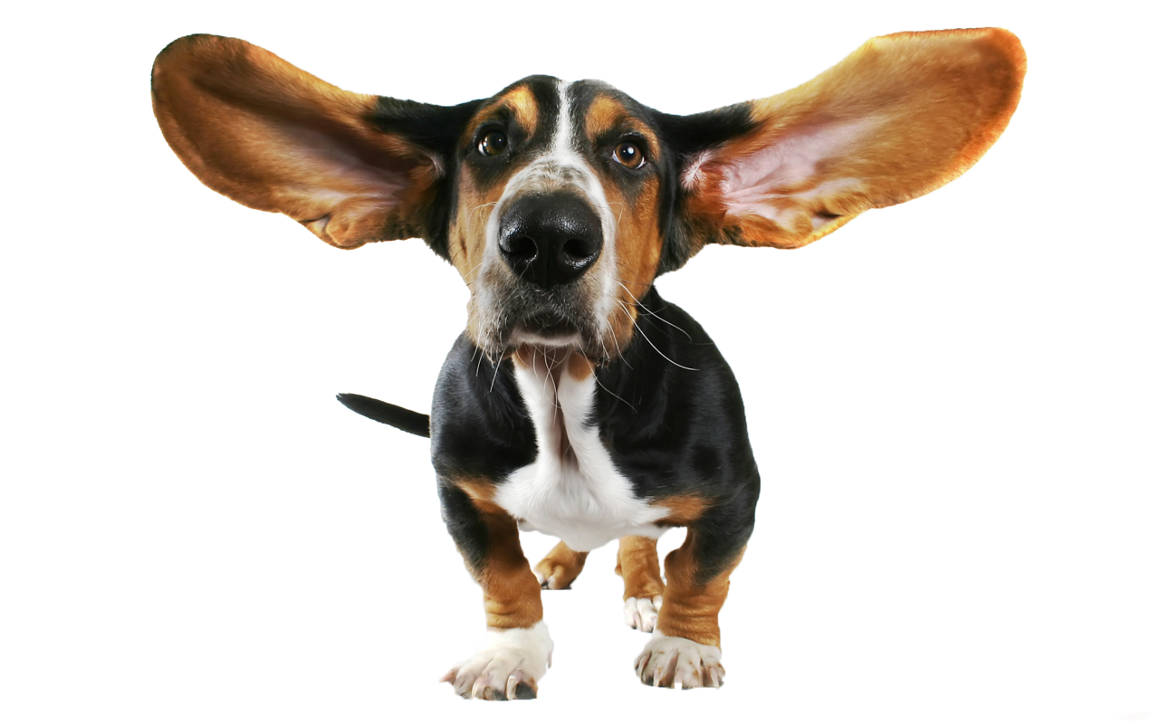 Dog 9 Transparent PNG Image