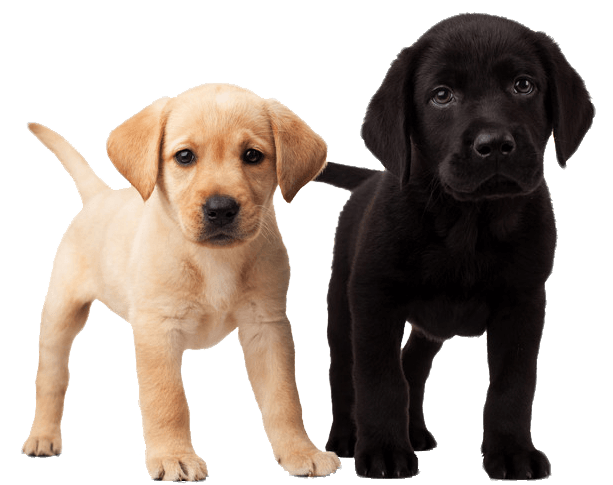 Dog Dogs Transparent PNG Image