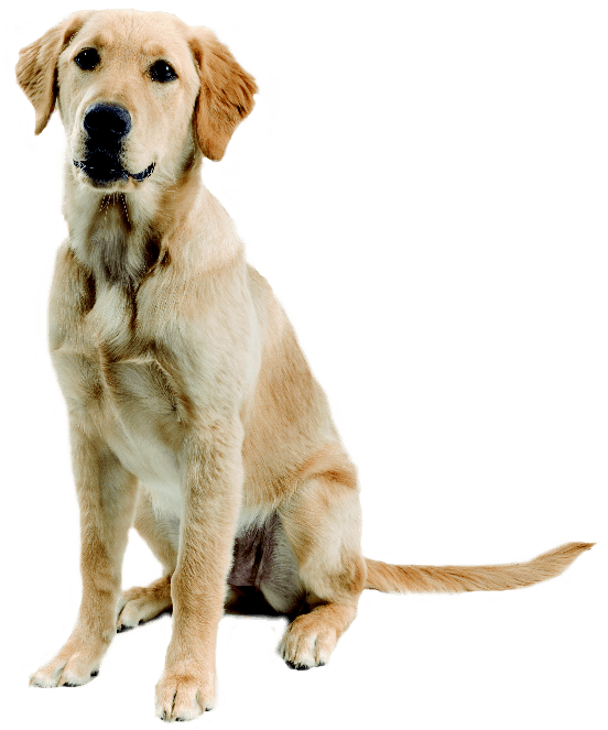 Dog Dogs Transparent PNG Image