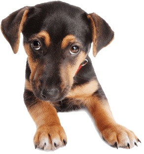 Dog Transparent PNG Image