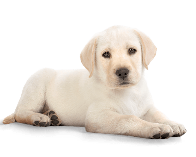 Dog Transparent PNG Image