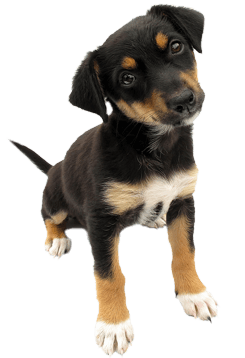 Dog Transparent PNG Image