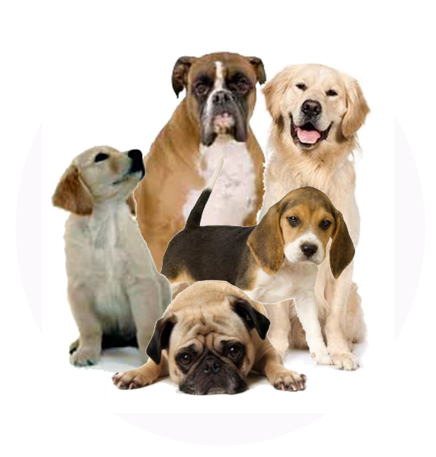 Dog 2 Transparent PNG Image