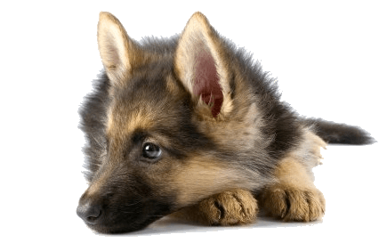 Dog Transparent PNG Image