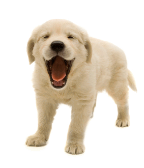 Dog Dogs Transparent PNG Image