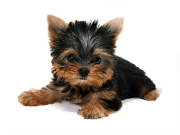 Dog Dogs Transparent PNG Image