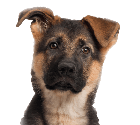 Dog Dogs Transparent PNG Image