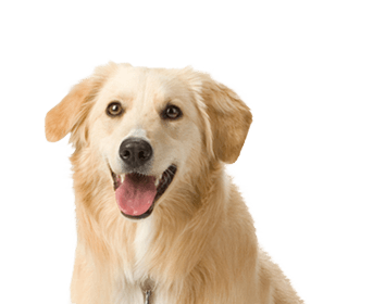 Dog Transparent PNG Image