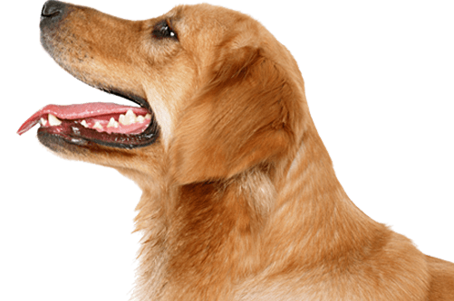 Dog Dogs Transparent PNG Image