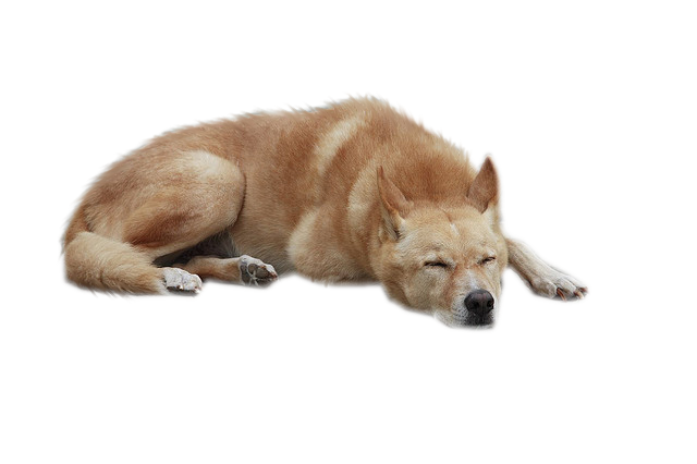 Dog 3 Transparent PNG Image