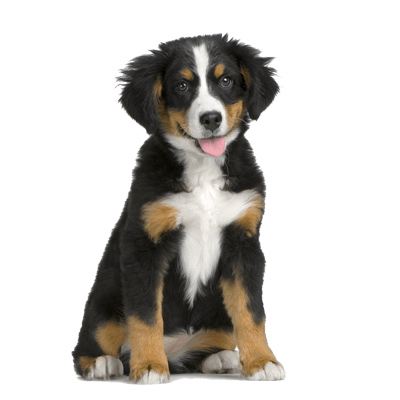 Dog Transparent PNG Image