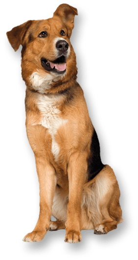 Dog Transparent PNG Image