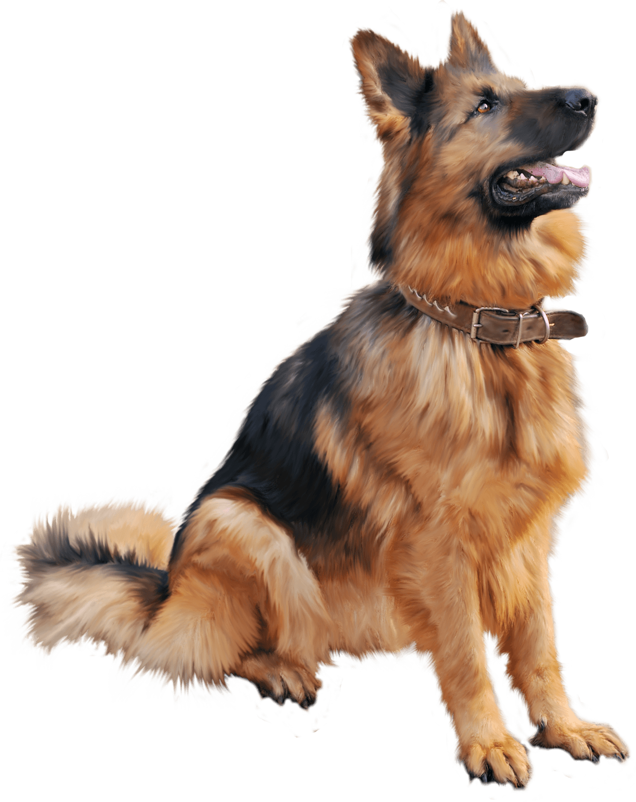 Dog Transparent PNG Image