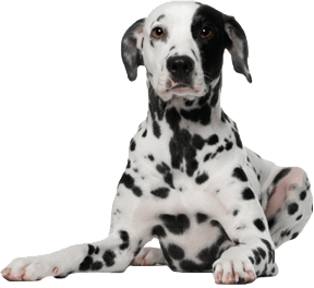Dog Transparent PNG Image