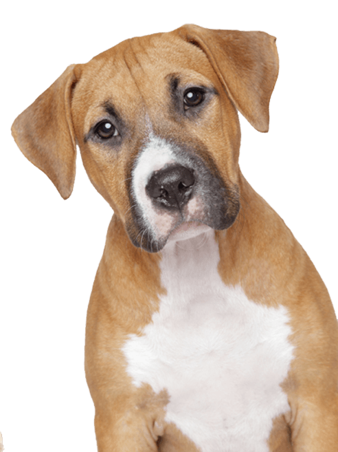 Dog Dogs Transparent PNG Image