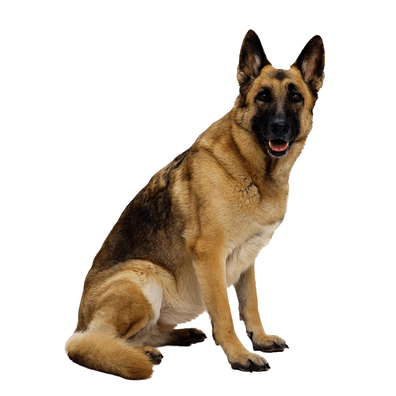 Dog Dogs Transparent PNG Image