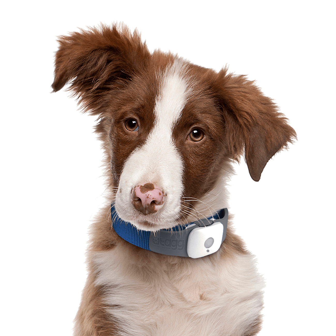 Dog Dogs Transparent PNG Image