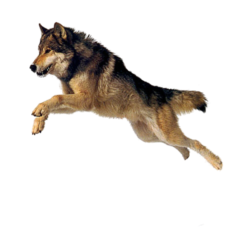 Dog 4 Transparent PNG Image