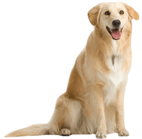 Dog Dogs Transparent PNG Image