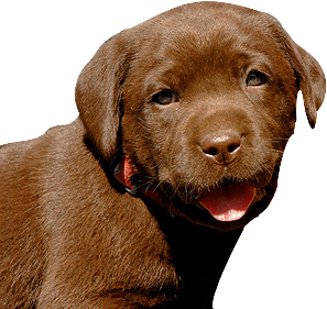 Dog Transparent PNG Image