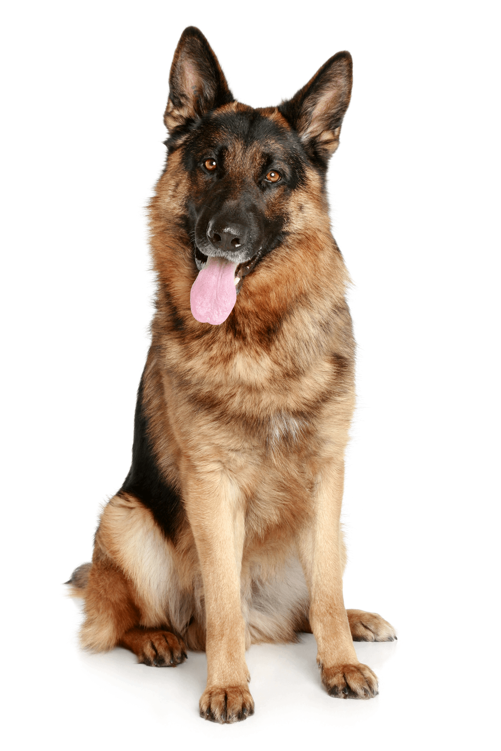 Dog Transparent PNG Image