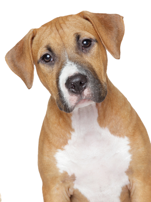 Dog 5 Transparent PNG Image