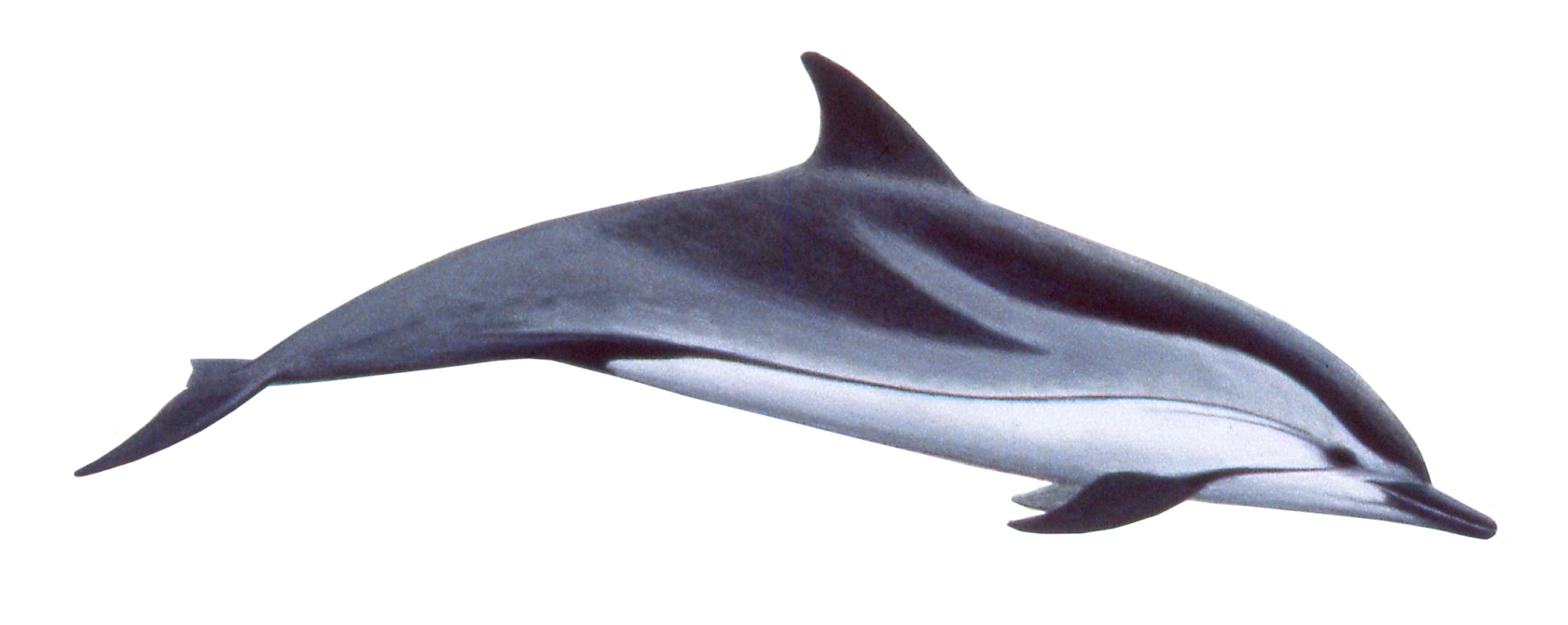 Dolphin Transparent PNG Image