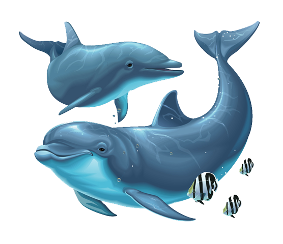 Dolphin File Transparent PNG Image