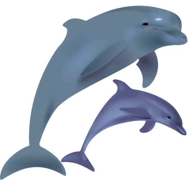 Dolphin Transparent PNG Image