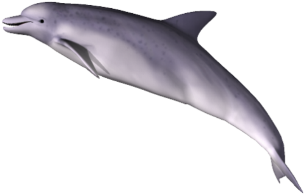 Dolphin Transparent PNG Image