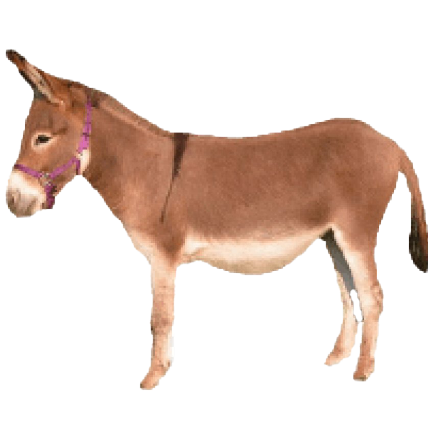 Donkey Transparent PNG Image