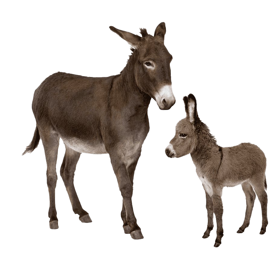 Donkey Transparent PNG Image