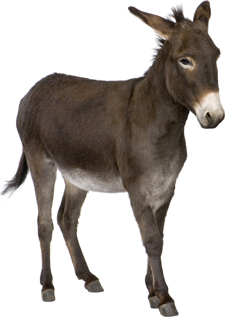 Donkey Transparent PNG Image