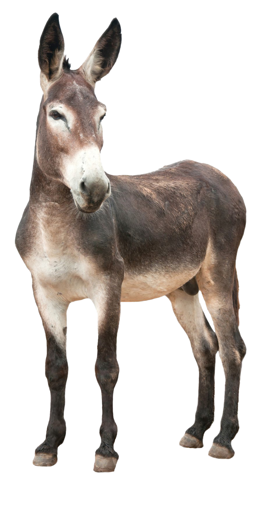 Donkey Transparent PNG Image