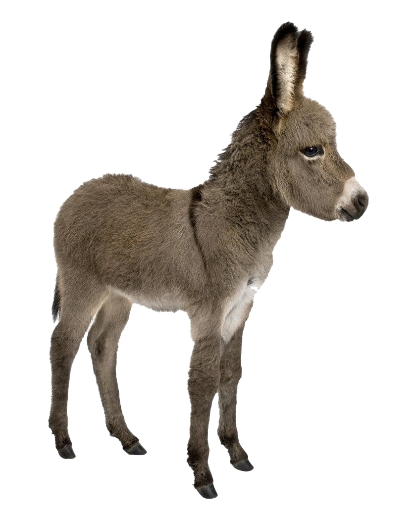 Donkey Transparent PNG Image